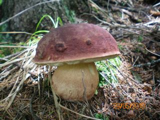 Білий гриб Карпатського лісу