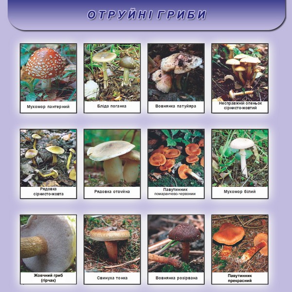 Назви неїстівних грибів для Міністерства охорони здоров’я України