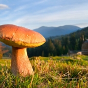 Карпатські гриби