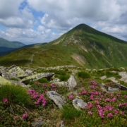 Кінні прогулянки Яремче